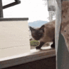 летающая кошка