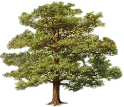 Дерево 1