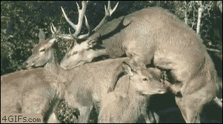 Deer-mating-boom-surprise. 