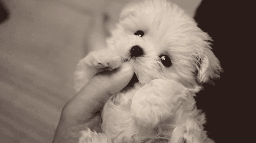 cutest-gif-ever-little-puppy