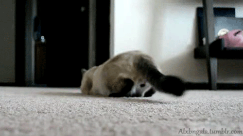 Котэ