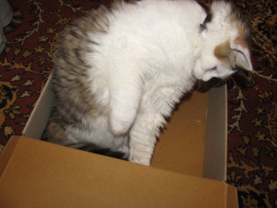 kitty1