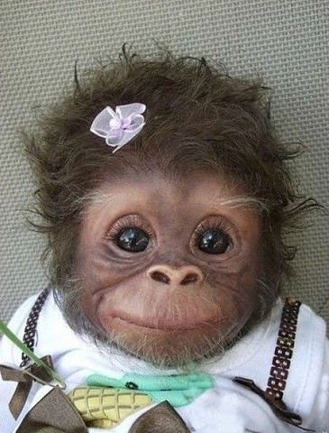 monkey
