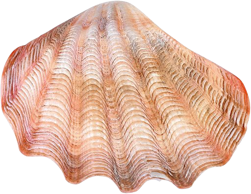 ракушка морская розовая