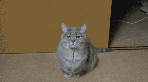 гифки-котэ-366149