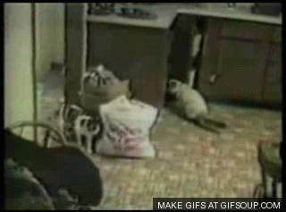 jumpingcato