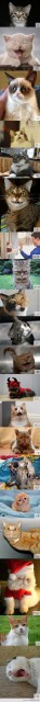 catsasemoticons
