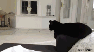 Кошара привет