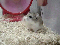 2stupmouse-new