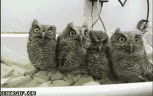 gifs_02