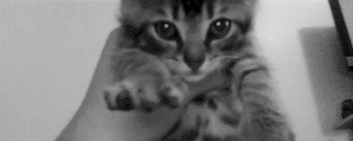 tumblr_mc2jyrVrQf1r368mao1_500