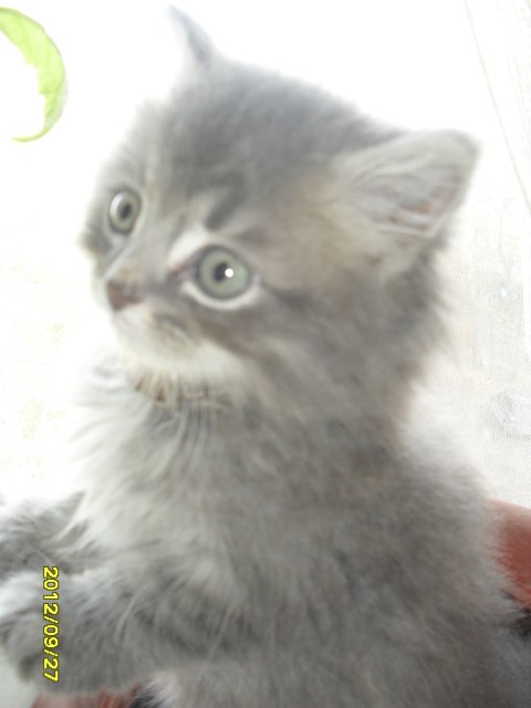 SAM_1603