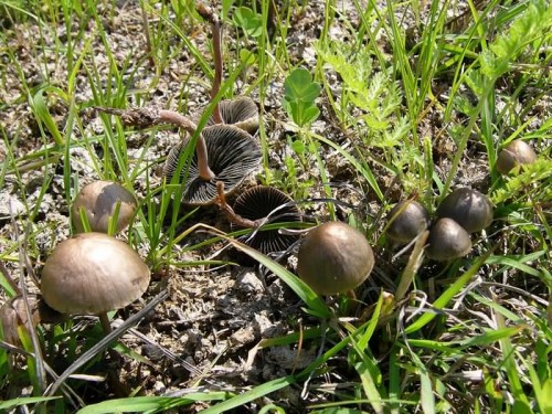 kakashkina-lysina-02