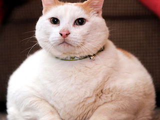 0_61_073108_cat