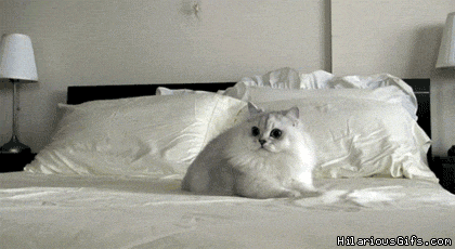 гифки-белый-котэ-431300