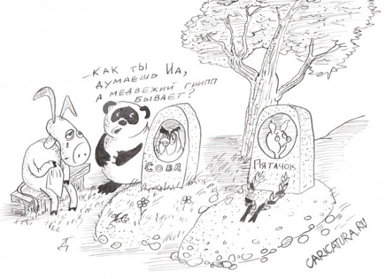 медвед грипп