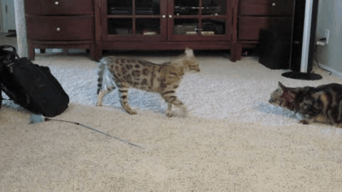 Котэ играет