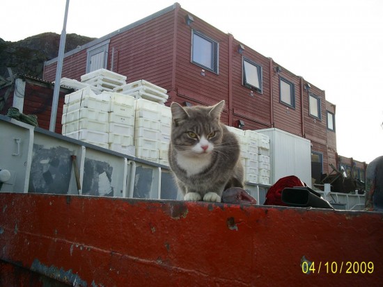 cat1