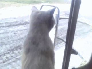Впередсмотрящий