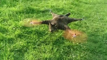 гифки-котэ-190921