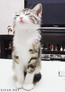 гифки-котэ-462441