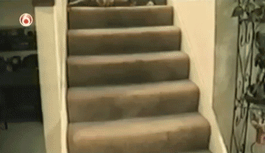 котэ-нихуя-не-грациозно-хуяк-с-лестницы-гифки-468051