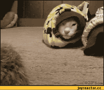 Fungif_25