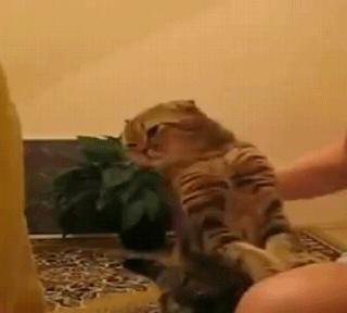 The Cutest Cat Ever. AWW (3)