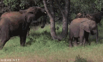 funny_animals