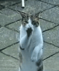 коткот