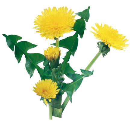 0_9a5af_26c58538_XL