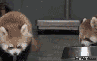 Red-panda-scared