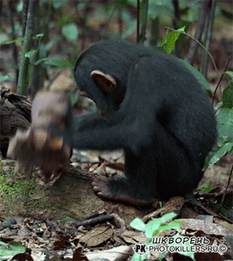 шимпанзе и граната