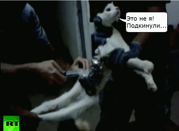 кот курьер-g