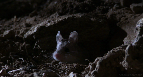 мышка-ночь