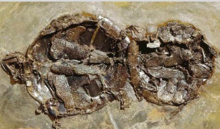 окаменелые черепахи