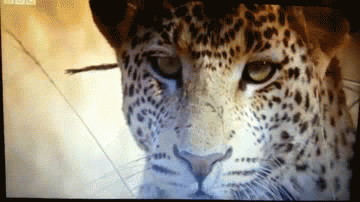 gifs_05 (1)
