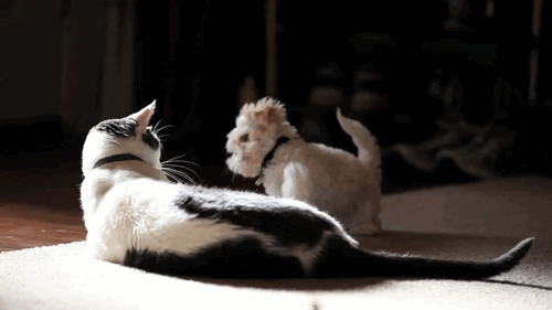 puppy-wants-to-play-with-cat_large