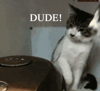 humidifier-vs-cats.gif.pagespeed.ce.GowrxuehQw