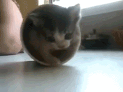 Котенок