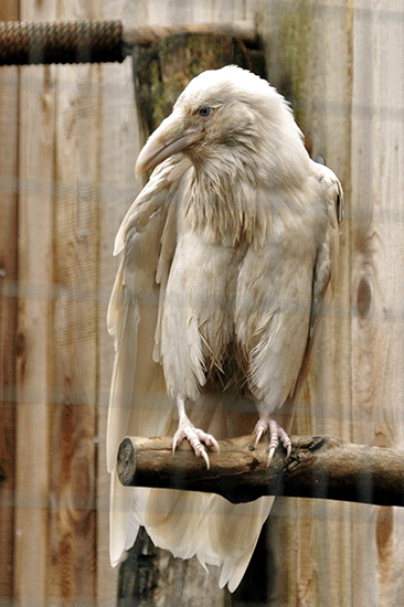 albino