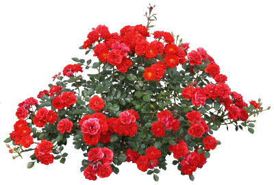 3190e1e10b40d0e57d5bf41d5356389a.jpgтитити.jpgтит