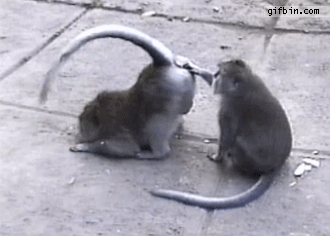 gifs_19