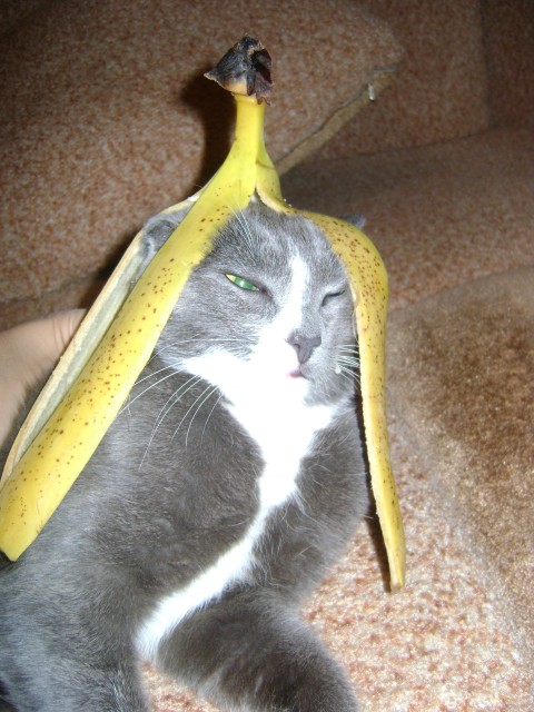котэ