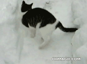 кот любит снег