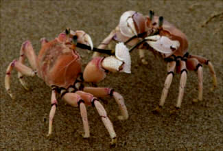 crabfight