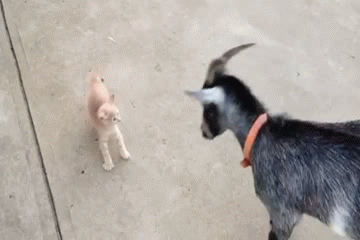 Goat v. Kitten