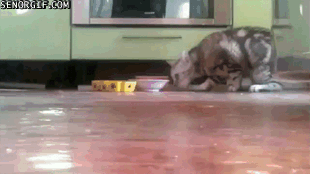 кот утянул коврик с едой