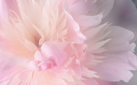 peony