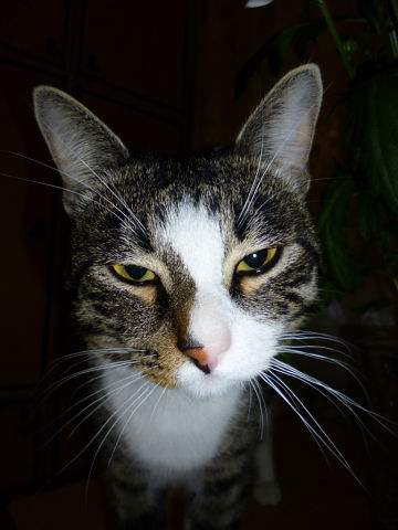 Мой котэ